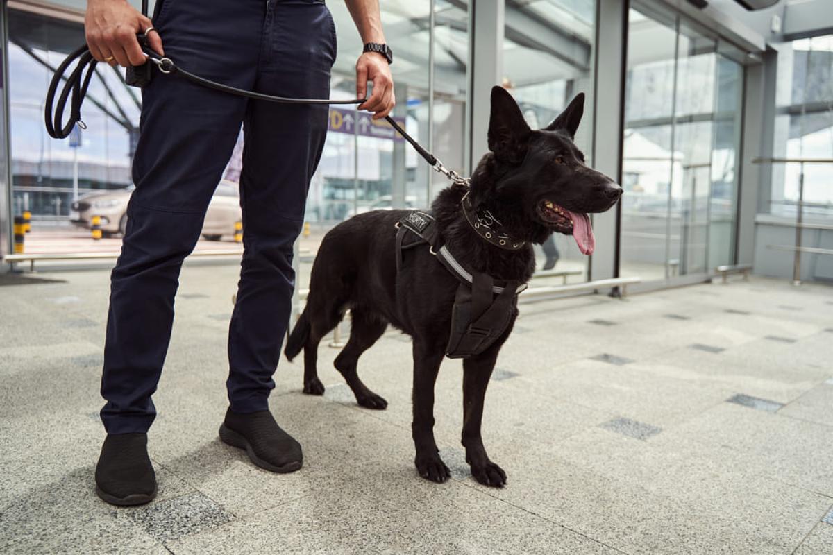 NOURS SÉCURITÉ PRIVÉE -Agent de sécurité cynophile à Marseille